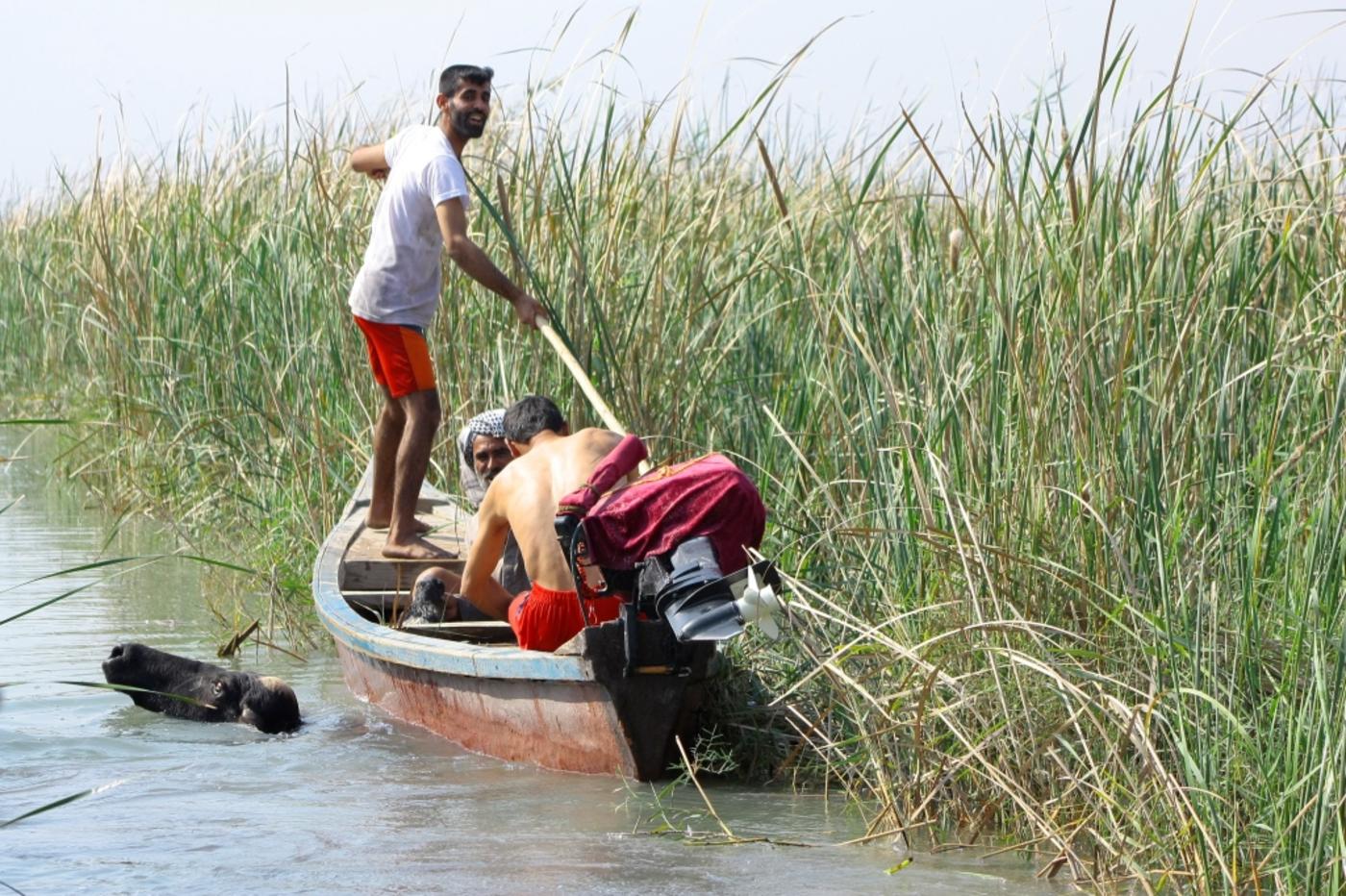 In 2016, Iraq's marshes were listed as a World Heritage Site by UNESCO (Nature Iraq)