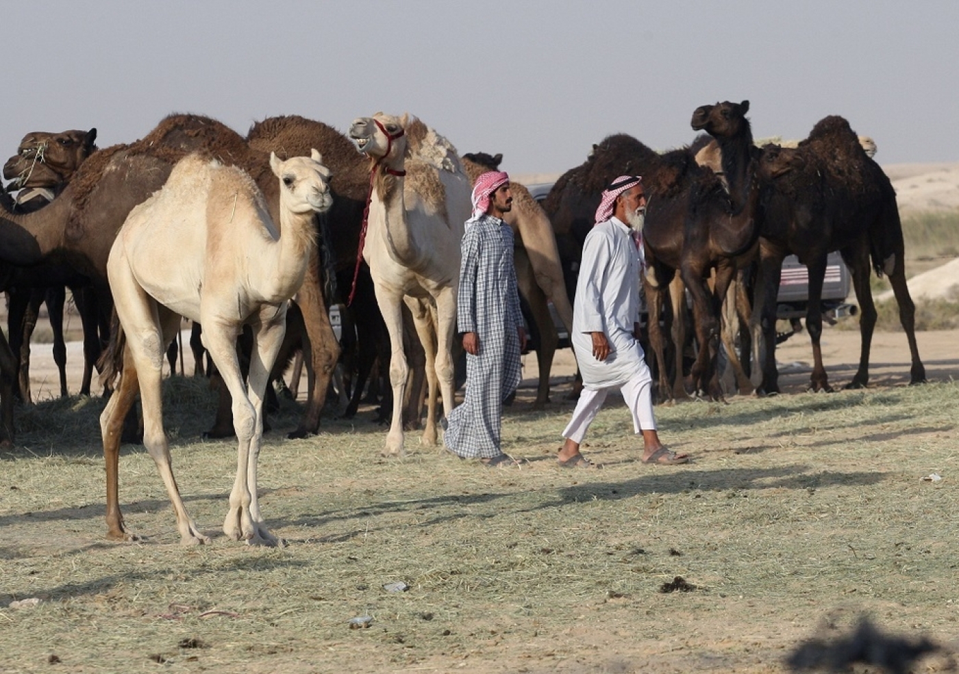 Nomads no more: Camels break Saudi-led blockade of Qatar | Middle East Eye