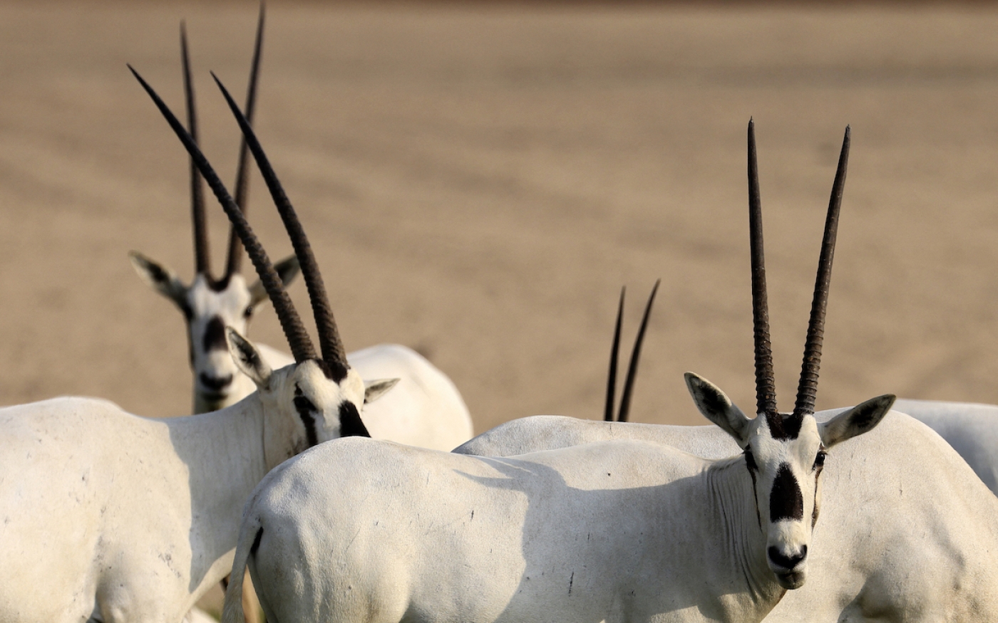 L’Oryx d’Arabie peut couvrir de longues distances, parcourant parfois plus de 70 km pendant la nuit (AFP/Karim Sahib)