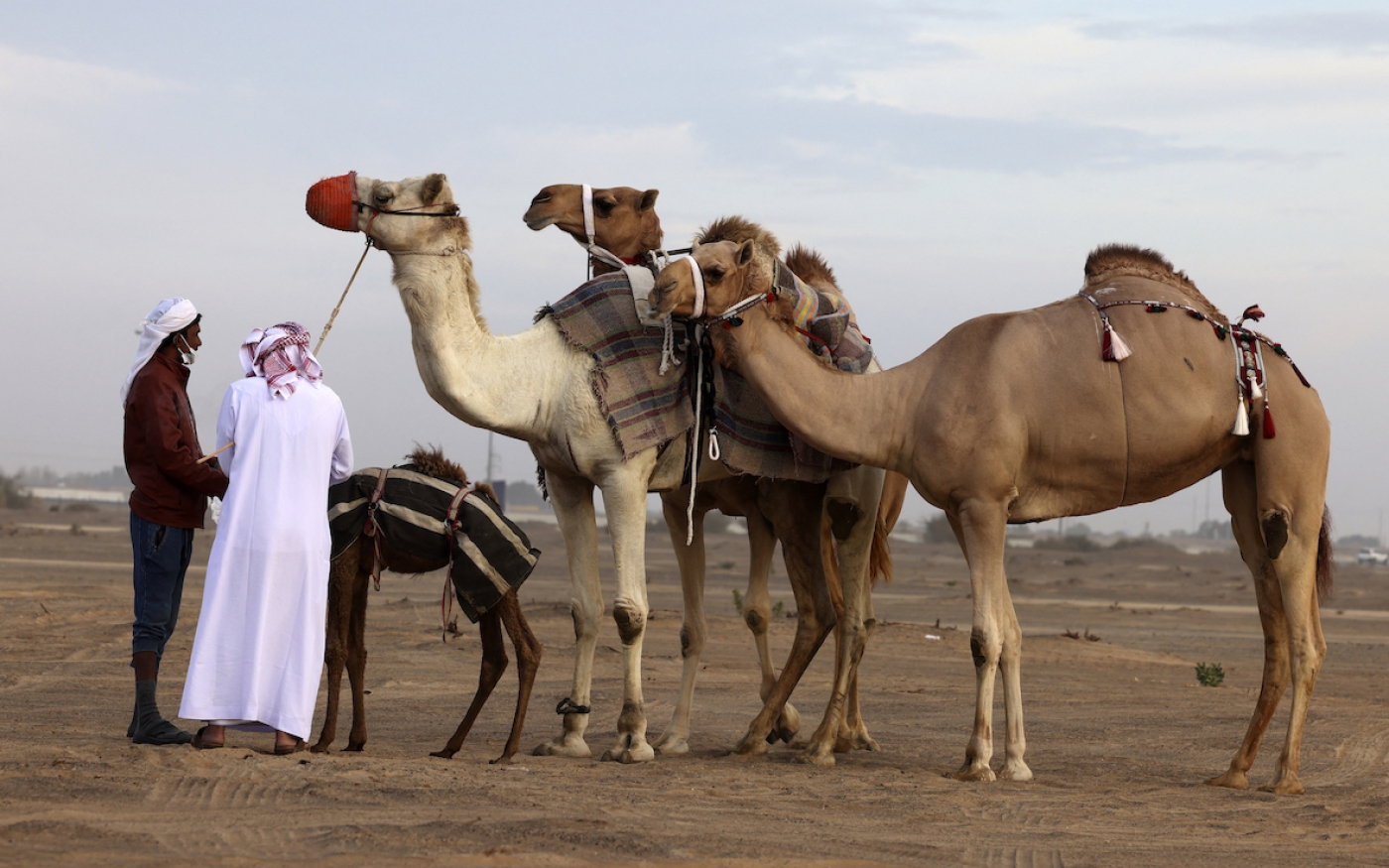 Sept animaux très emblématiques du Moyen-Orient et d'Afrique du
