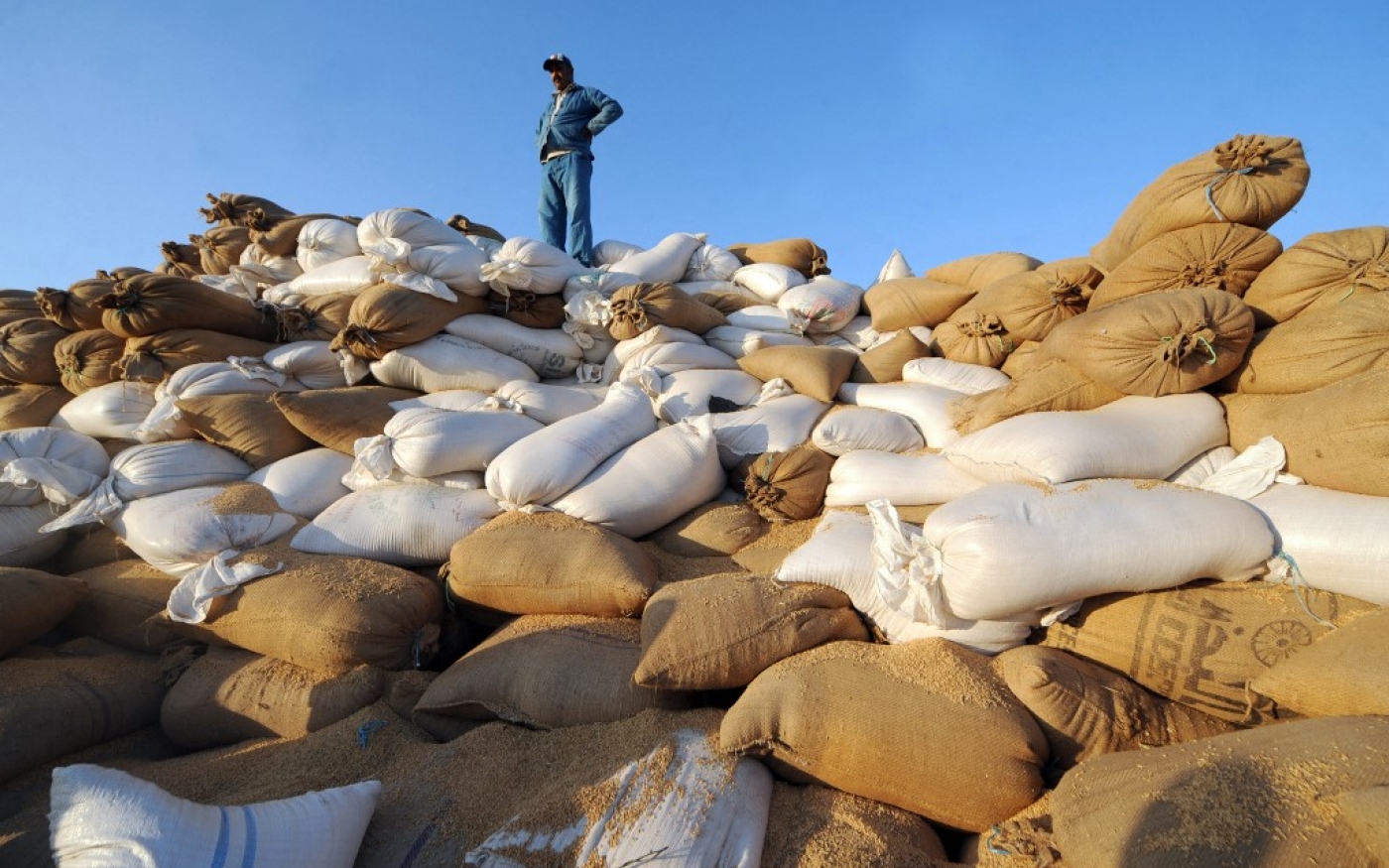 Des agriculteurs tunisiens ramassent des sacs de blé dans le gouvernorat de l’Ariana au nord de la Tunisie. Le pays produit moins de la moitié de ses besoins nationaux (AFP/Fethi Belaïd)