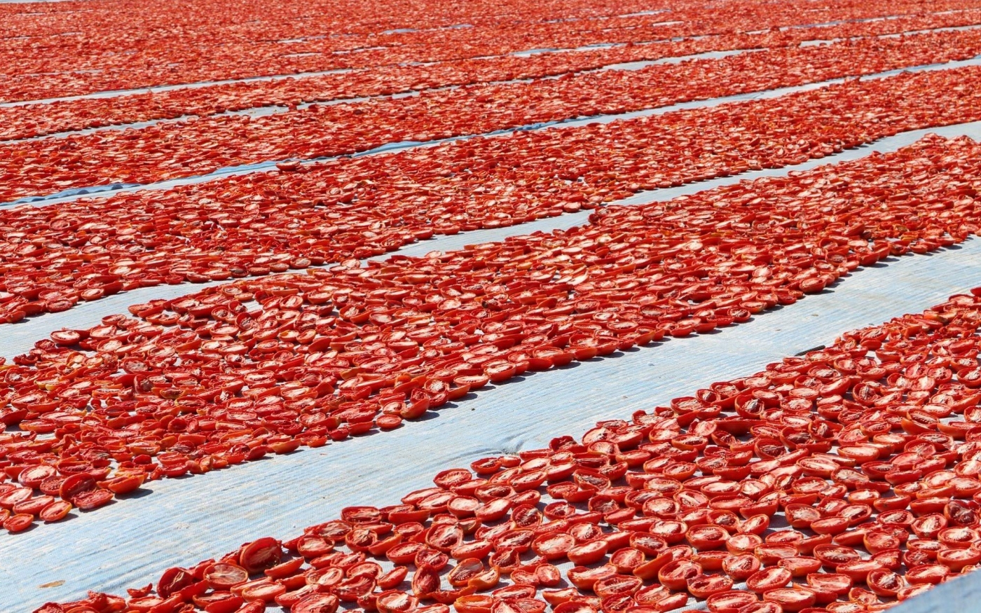 Il faut 10 kg de tomates pour produire un kilogramme de tomates séchées (Amr Emam/MEE)