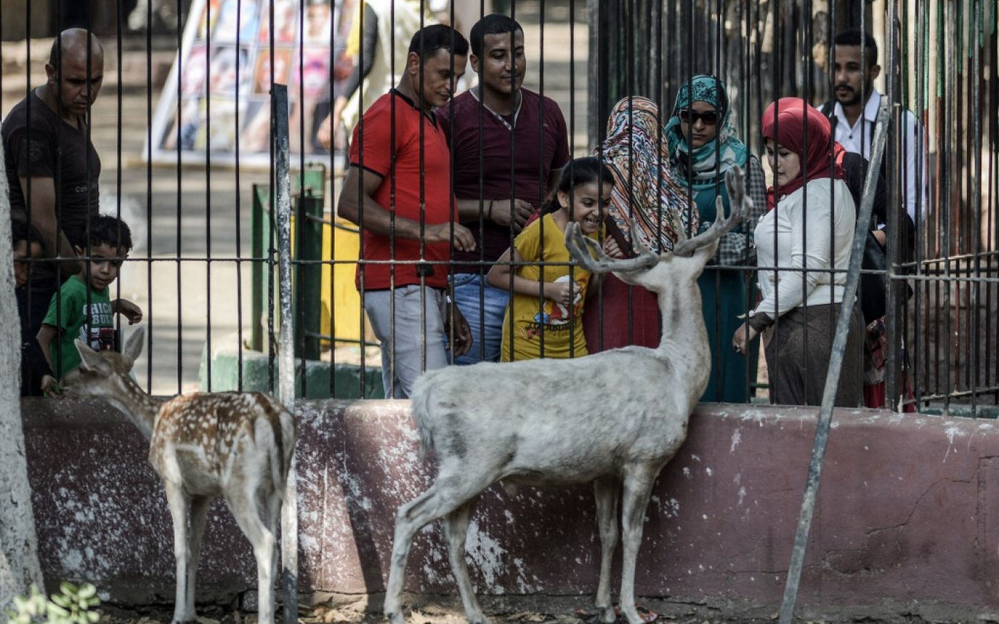 Abritant des dizaines d’espèces d’animaux et d’oiseaux et des milliers d’arbres rares, le zoo de Gizeh, qui s’étend sur environ 80 hectares, a été visité par des dizaines de millions d’Égyptiens depuis son ouverture à la fin du XIXe siècle (AFP/Mohamed el-Shahed)