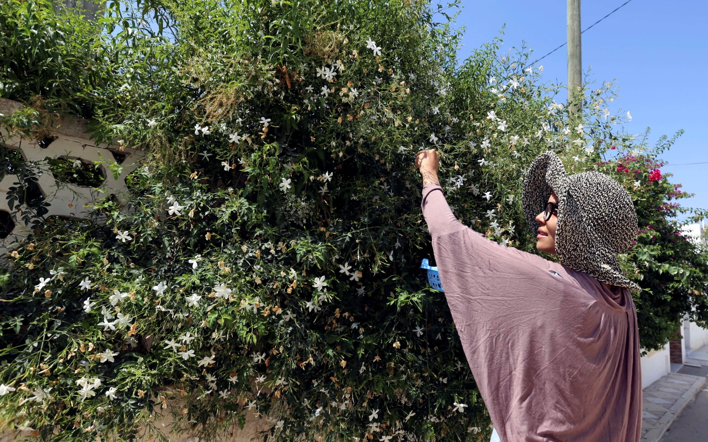 Une femme cueille des fleurs de jasmin pour les utiliser dans des bouquets à Testour, en Tunisie (Reuters)