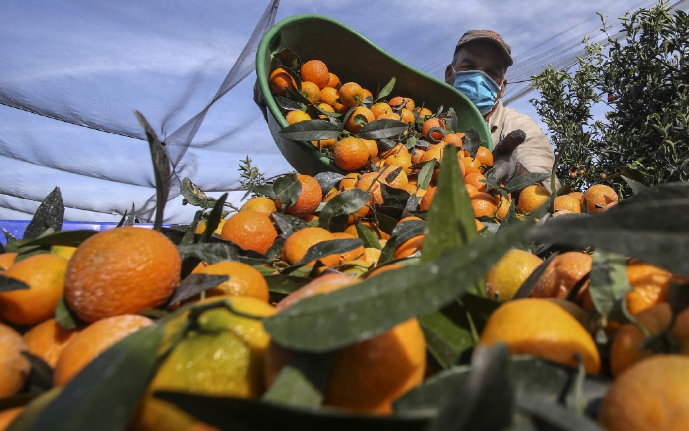 En février, les autorités marocaines ont décidé d’interdire l’exportation des produits agricoles du Maroc pour sécuriser les besoins du marché national (AFP/Pascal Pochard-Casabianca)
