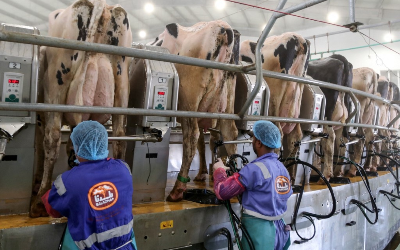 Le Qatar, via l’entreprise Baladna, considérée comme l’une des plus importantes sociétés de production laitière du golfe Persique, projette d’ouvrir une ferme dans le Centre-Ouest de l’Algérie pour l’élevage de vaches et la production laitière (AFP/Karim Jaafar)