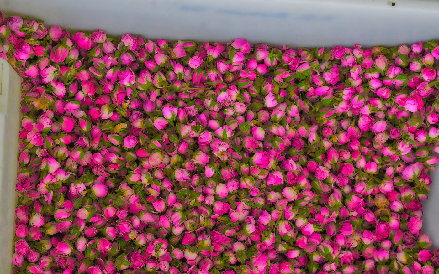Roses fraîchement cueillies dans une distillerie d’eau de rose (Creative Commons/Graeme Churchard)