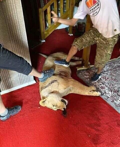 An image purportedly of a lion in Tarhuna shot by GNA militias (social media)