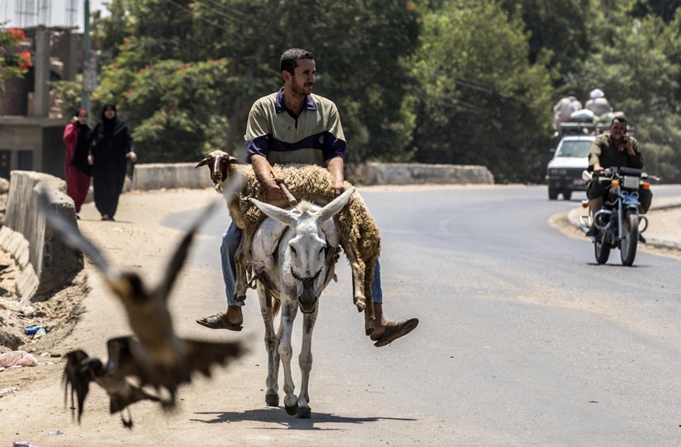 Un Égyptien transporte son mouton sur un âne, près du delta du Nil, à Qanatir al-Qahiriya, au nord du Caire, le 15 juillet 2021 (AFP/Khaled Desouki)