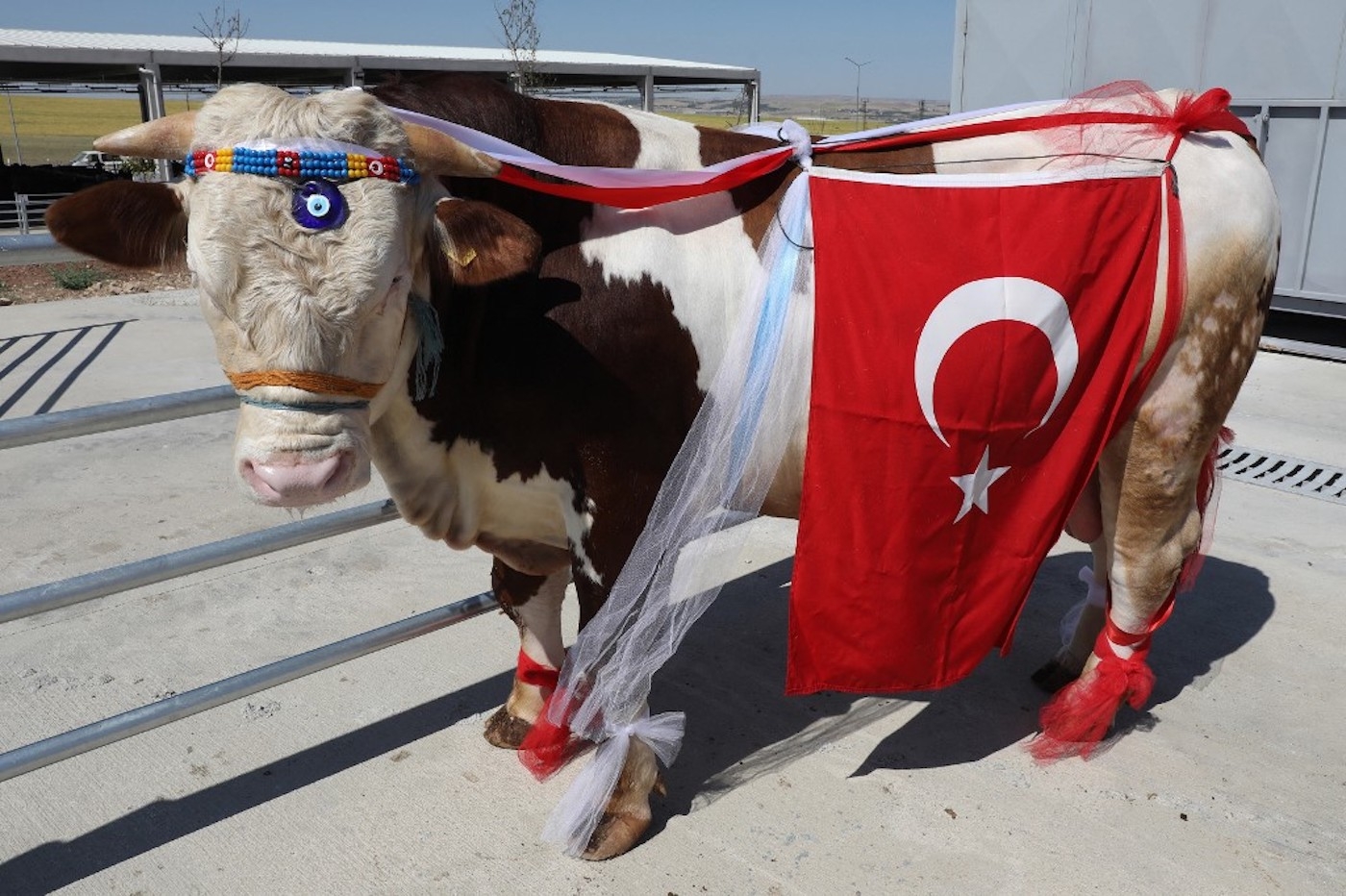 Un bœuf décoré du drapeau national turc participe à un « concours de beauté » pour bovins à l’occasion de la fête de l’Aïd al-Adha, près d’Ankara, le 17 juillet 2021 (AFP/Adem Altan)