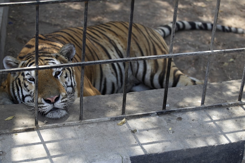 Un tigre de Sibérie au zoo de Bagdad, lors d’une nouvelle vague de chaleur (AFP/Ahmed al-Rubaye)