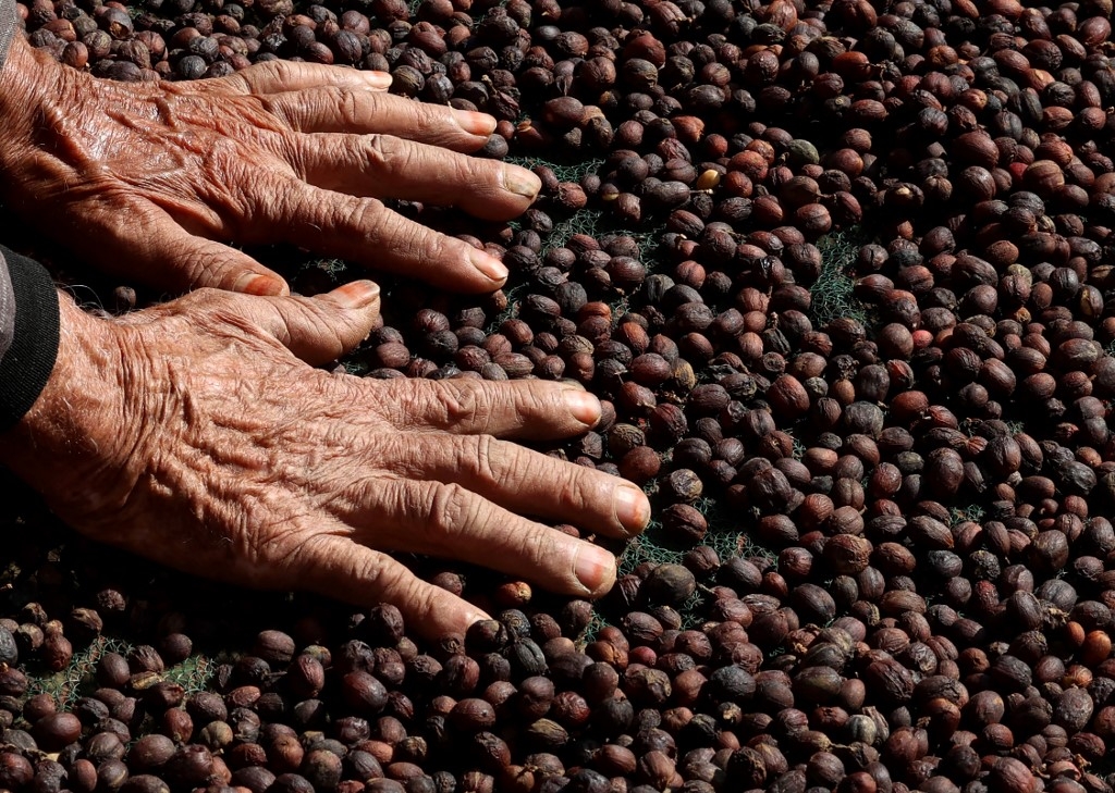 Le fermier saoudien Farah al-Malki, 90 ans, vérifie ses grains de café Khawlani dans une ferme de café de la région de Jizan, dans le sud-ouest de l’Arabie saoudite, le 26 janvier 2022 (AFP/Fayez Nureldine)