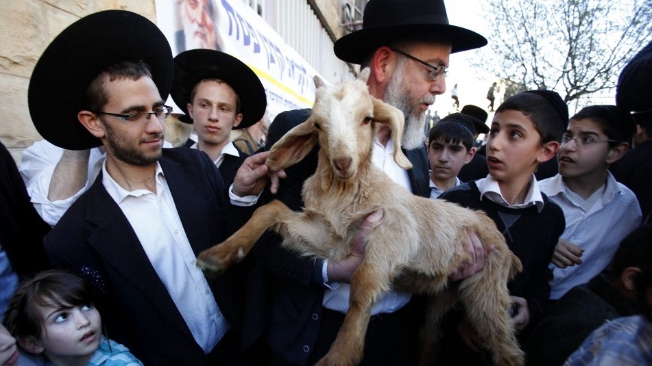 A member of the Temple Institute holds a one-year-old flawless goat in an enactment of the preparation for the renewal of the Passover sacrifice in the third Jewish Temple on 2 April 2012 during a display to the public in Jerusalem (AFP)