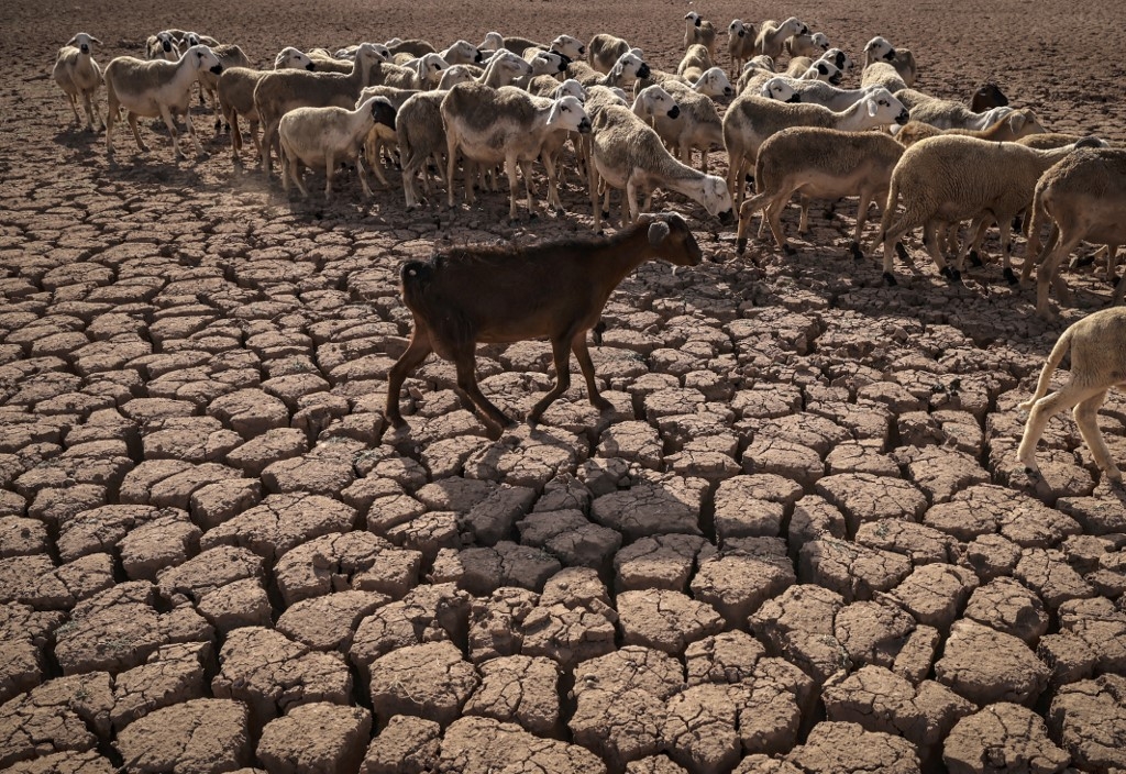 Un troupeau de moutons marche sur le sol fissuré près du barrage Al Massira au sud de Casablanca, le 8 août 2022 (AFP/Fadel Senna)