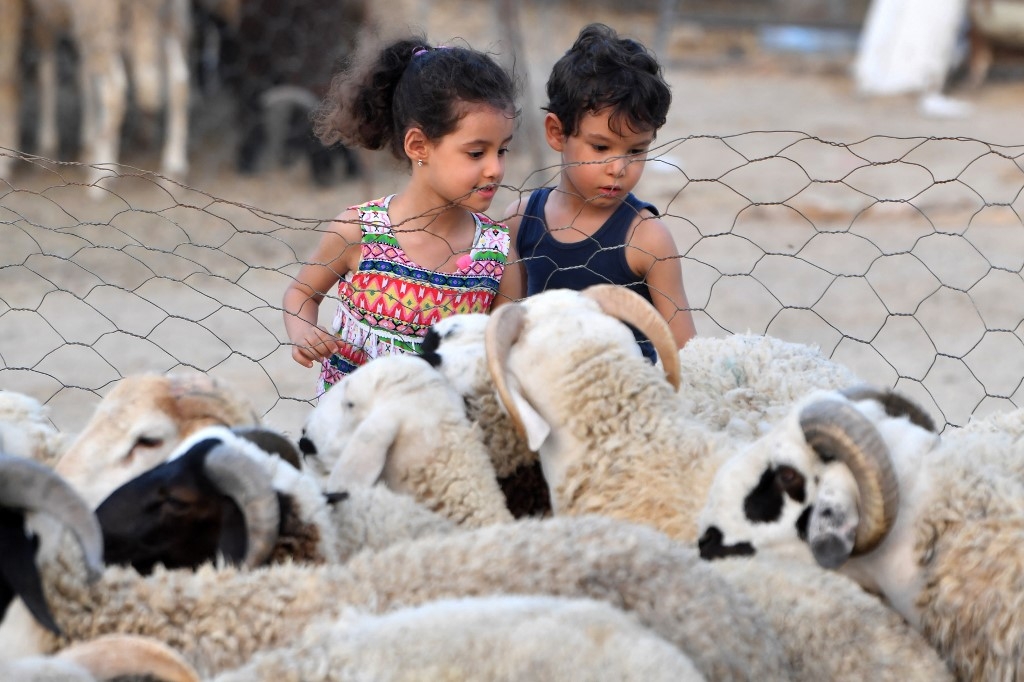 Le prix du mouton « sacrifiable » a augmenté à au moins 1 000 dinars (300 euros), soit plus que le double du salaire minimum en Tunisie (AFP/Fethi Belaid)