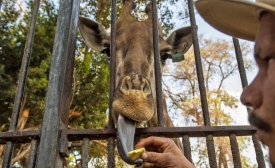 Un employé du zoo de Gizeh, au Caire, nourrit une girafe, le 20 février 2019 (AFP)