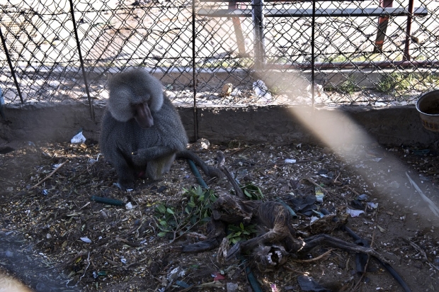 Monkey left sharing a cage with a carcass (AFP)